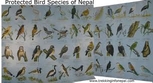 protected birds of nepal